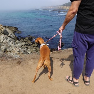 Coastal Walk with Golden Dog by Ocean