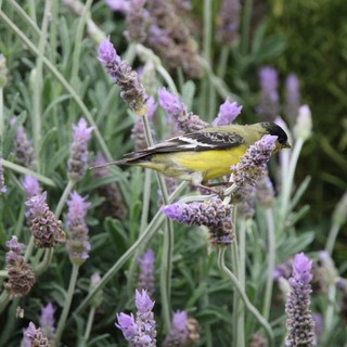 Lesser Goldfinch Feeding on Lavender Blossoms