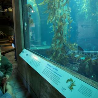 Underwater Exploration at Monterey Bay Aquarium