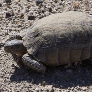 Desert Turtle Adventure