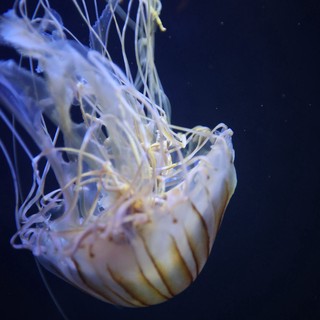 aquarium or ocean