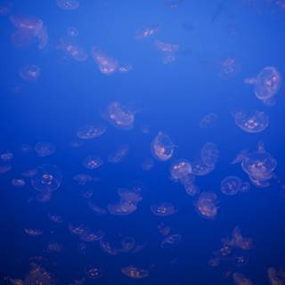 Ocean Ballet: The Jellyfish Dance