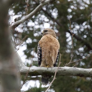 Red-Shouldered Hawk Perched on Winter Branch