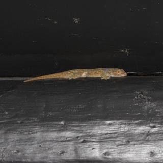 Lizard on a Slate Wall