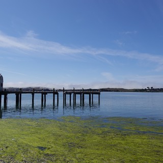 Serene Waterfront Pier with Green Algae Bloom