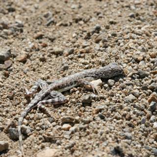 Desert Lizard Sunbathing