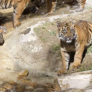 Majestic Tiger Cub on a Rock