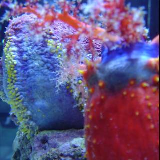 Vibrant Coral with Red and Yellow Sponge