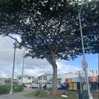 Rainbow Tree amidst the Urban Jungle
