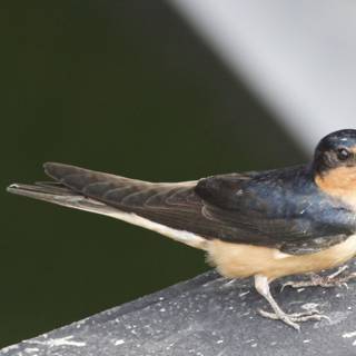 Swallow’s Rest