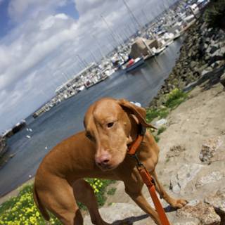Our Canine Companion's Monterey Stroll