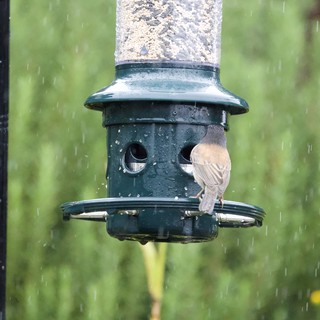 Small Bird Feeding in the Rain at Backyard Feeder