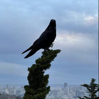 Crow in the Urban Wilderness