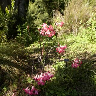 Blooming Radiance at San Francisco Botanical Garden