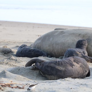 Elephant Seals Resting on Drakes Beach Shore