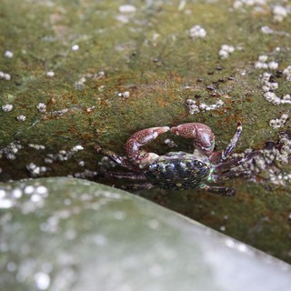 Colorful Shore Crab Clinging to Algae-Covered Rock