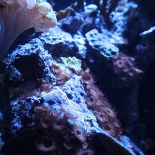 aquarium or natural reef