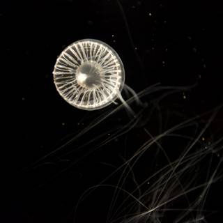 Underwater Spectacle of the Jellyfish