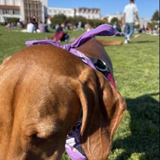 Sunny Day Pupper in Purple