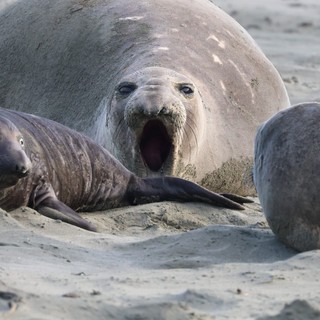 Elephant Seal Mother with Nursing Pup at Drakes Beach