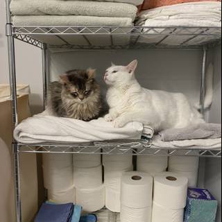 Cats on a Throne of Linen