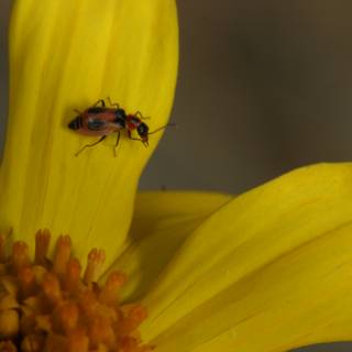 Lucky Ladybug on a Yellow Sunflower