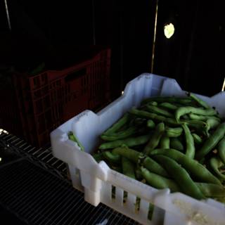 Bountiful Harvest of Green Beans