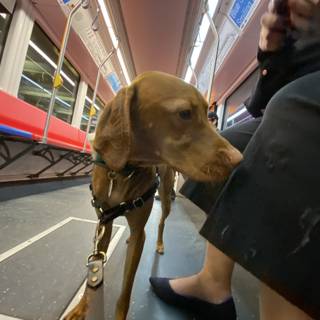 Canine Commuter