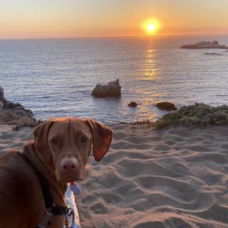 Sunset Beach Buddy