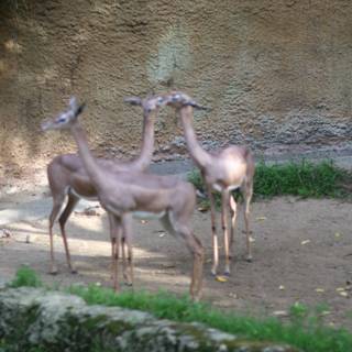 Graceful Antelopes in the Wild