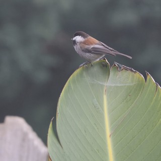 Boreal Chickadee Perched on Curled Banana Leaf