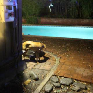 Poolside Pup