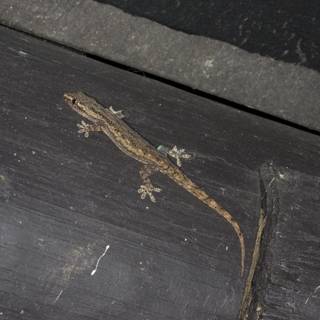 The Gecko on the Wooden Wall