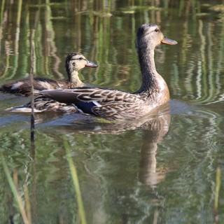 Female Mallard Duck with Duckling in Wetland Habitat