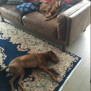 Living Room Pups