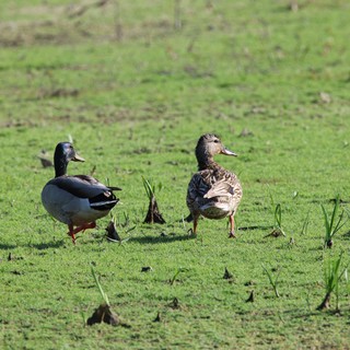 Pair of Ducks Walking Through Green Wetland Grass