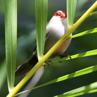 Verdant Serenity: A Finch Amongst the Foliage