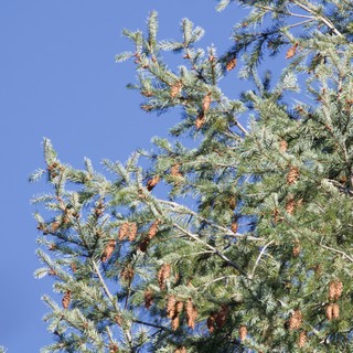 Pine Cones Against Clear Blue Winter Sky