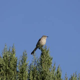 Serene Morning in El Sereno: Bird's Sanctuary