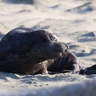 Northern Elephant Seal Mother and Pup Bonding on Beach