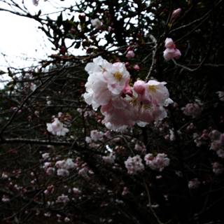 Enchanting Cherry Blossoms in San Francisco