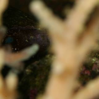 Close Up of Aquatic Plant and Algae Covered Fish