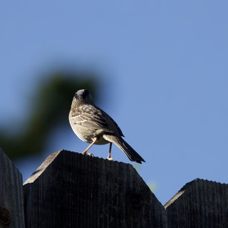 Hooded Oriole Perched on Weathered Wooden Fence