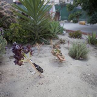 Flowering in the Desert