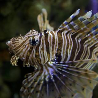 Fierce Lionfish in Aquarium