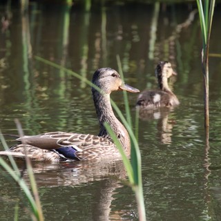 Female Gadwall Duck Swimming in Wetland Habitat