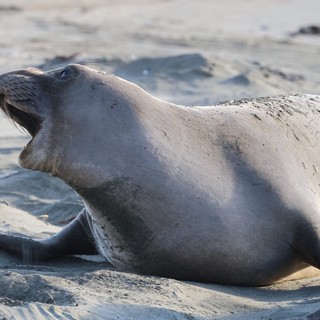 Northern Elephant Seal Vocalizing on Sandy Beach