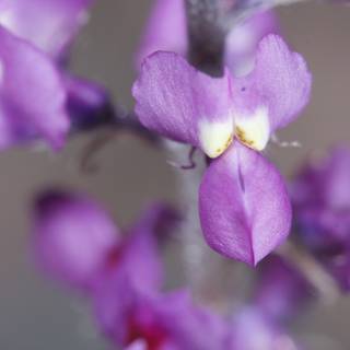 A Close-Up of a Purple Orchid