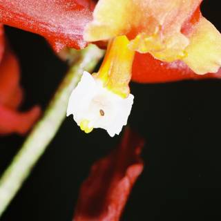 White-Centered Flower Up Close