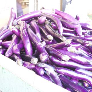 Bountiful Eggplant Harvest